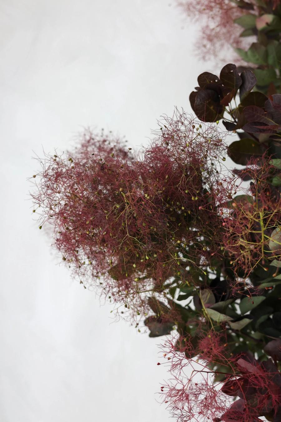 Product image in gallery for Smoke Bush | Item 2