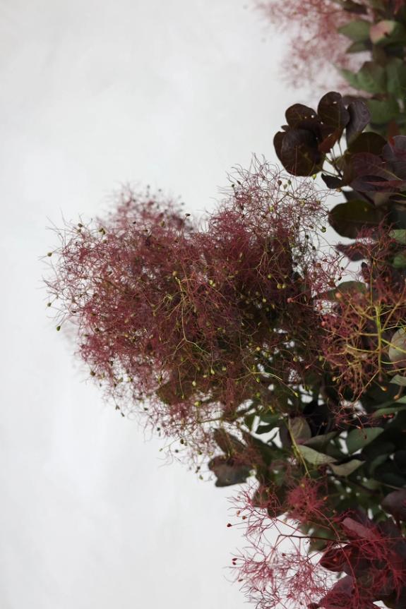 Hover Image of Smoke Bush