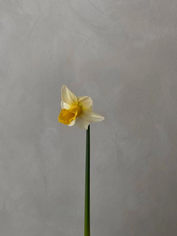 Fox Fodder Flowers image grid container slide 20