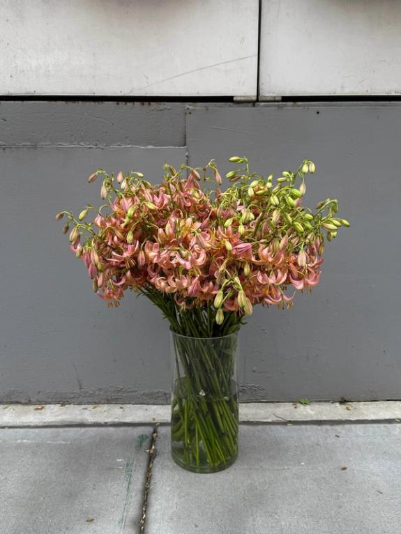 Fox Fodder Flowers image grid container slide 75