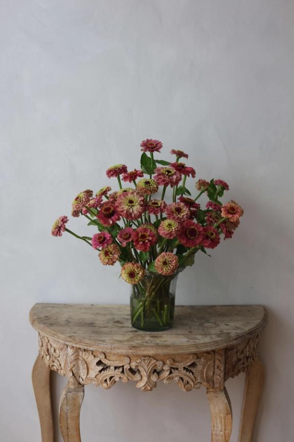 Thumbnail Image of Queen Red Lime Zinnia