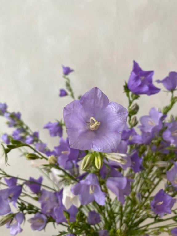 Hover Image of Campanula Telham Beauty