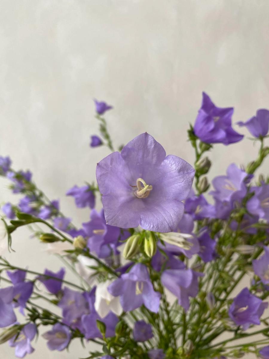 Product image in gallery for Campanula Telham Beauty | Item 2