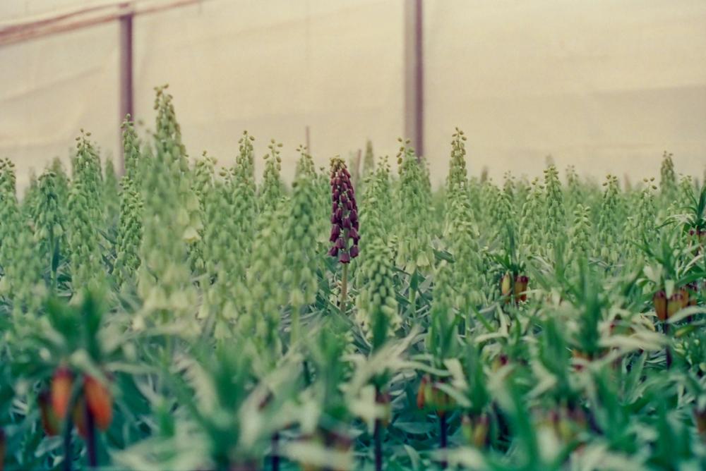 Fox Fodder Flowers