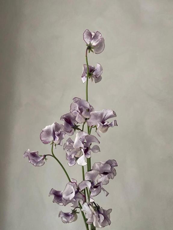 Fox Fodder Flowers image grid container slide 52