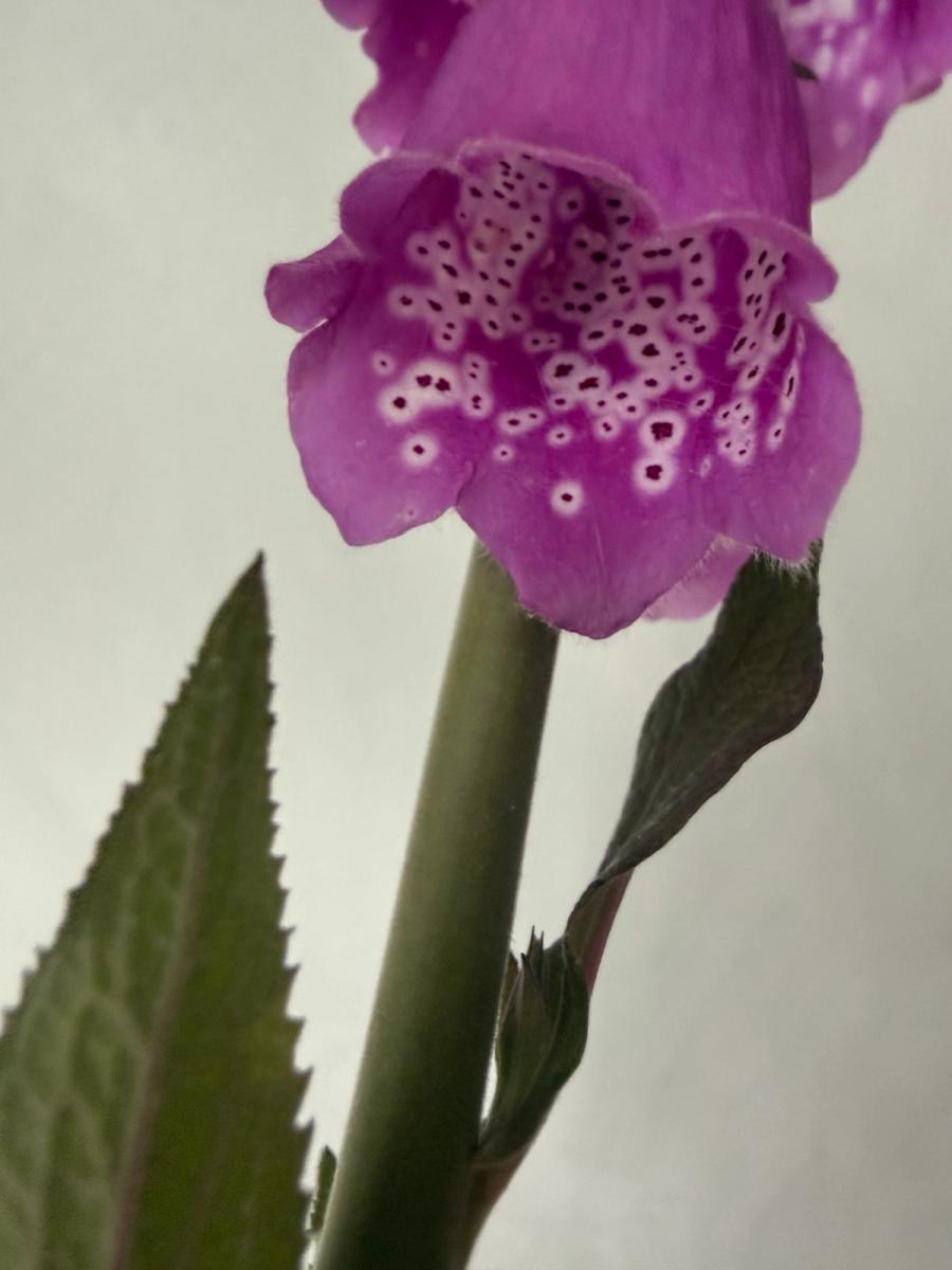 Product image in gallery for Foxglove-Wild Cascades | Item 1