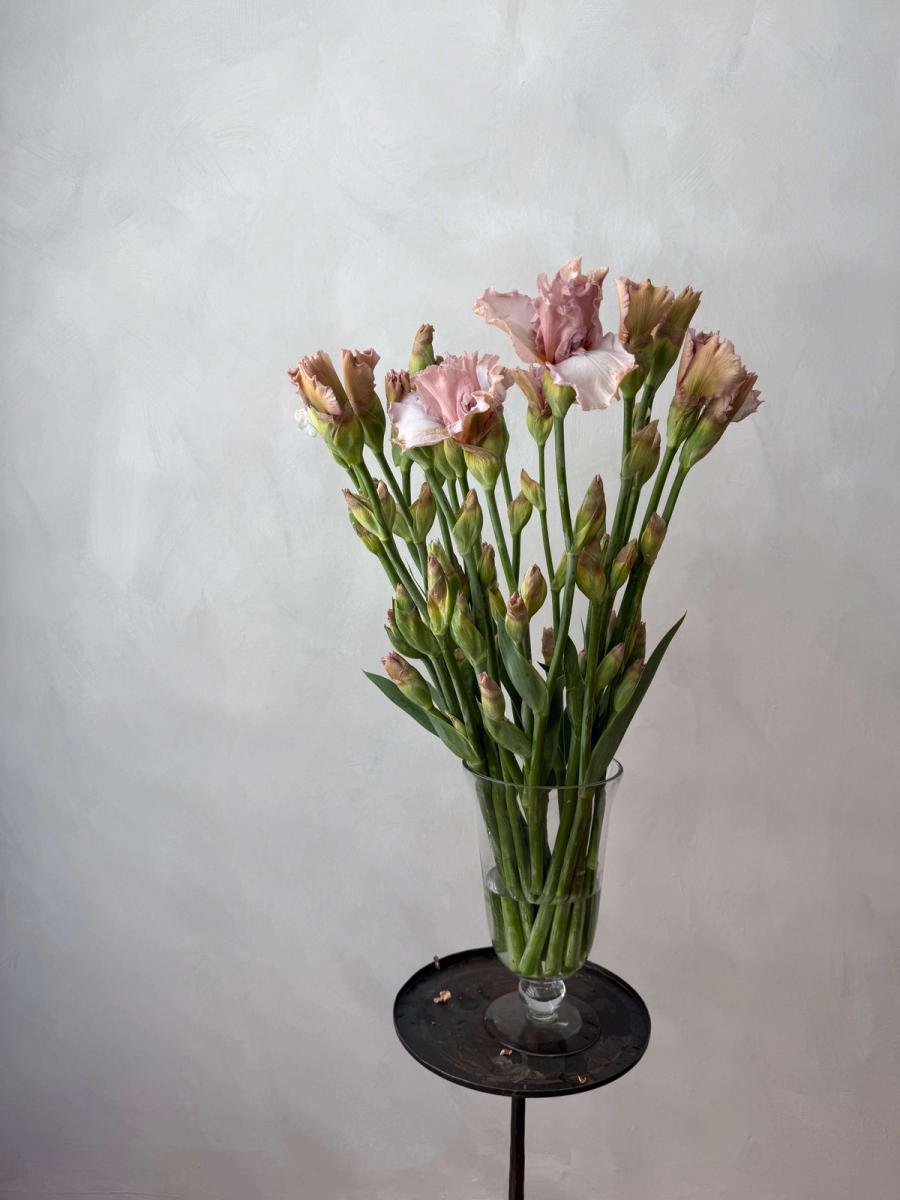 Product image in gallery for Blush Bearded Iris | Item 1