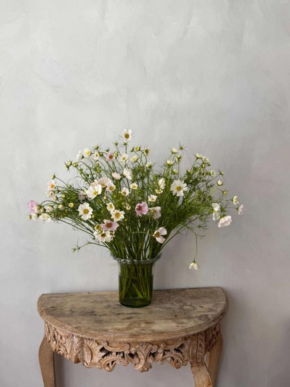Thumbnail Image of Cupcake Blush Cosmos in Pie Crust Vase