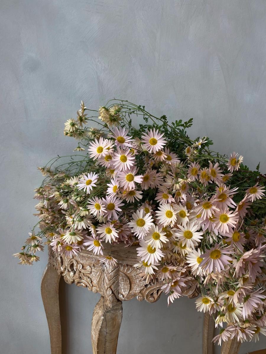 Product image in gallery for Apricot Florist's Dahlias | Item 1