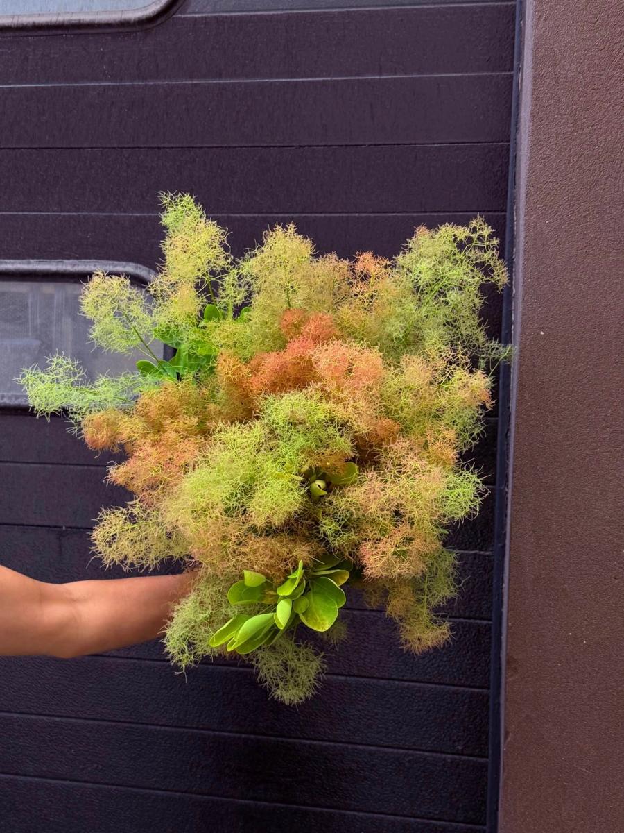 Product image in gallery for Champagne Smoke Bush | Item 1