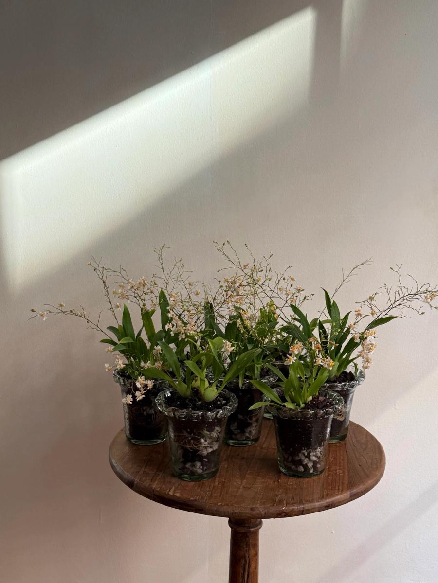 Product image in gallery for Marguerite Orchids in a Pie Crust Vase | Item 1