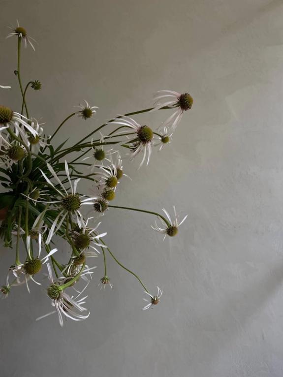 Fox Fodder Flowers image grid container slide 107