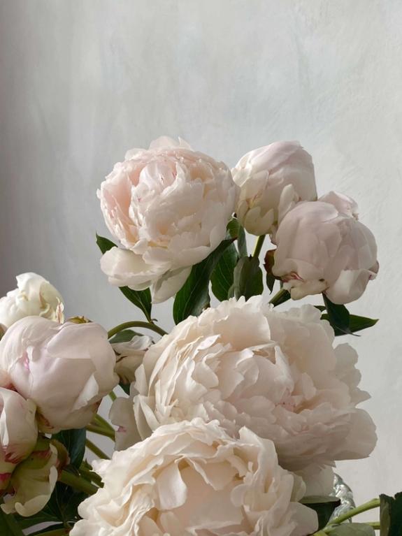 Hover Image of Bowl of Cream Peonies