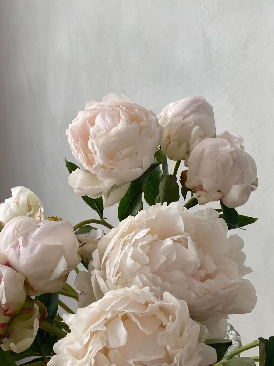 Product image in gallery for Bowl of Cream Peonies | Item 2