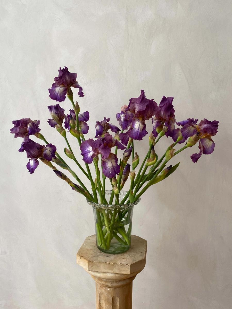 Product image in gallery for Purple Bearded Irises | Item 1