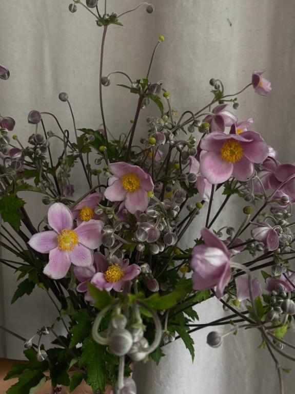 Hover Image of 'September Charm' Japanese Anemone Bunch