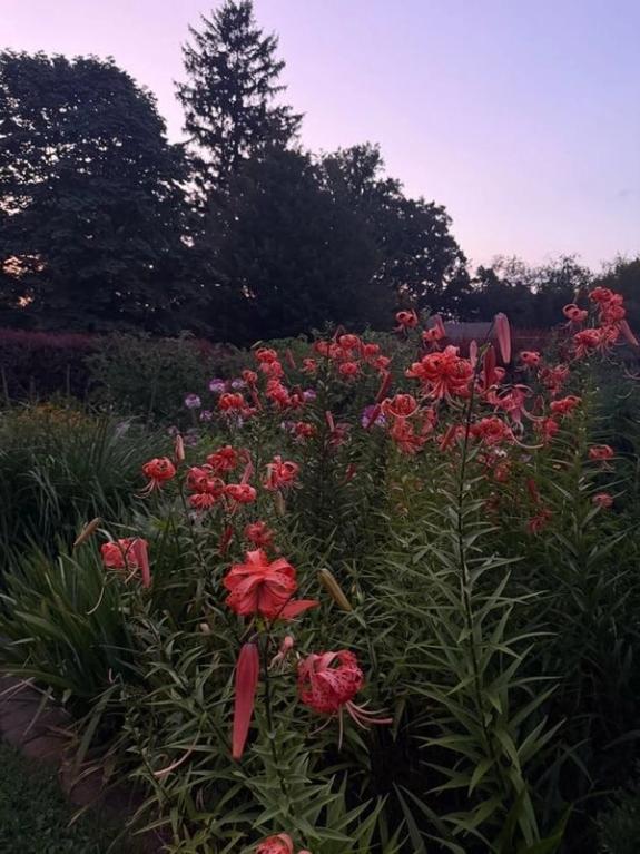 Fox Fodder Flowers image grid container slide 124
