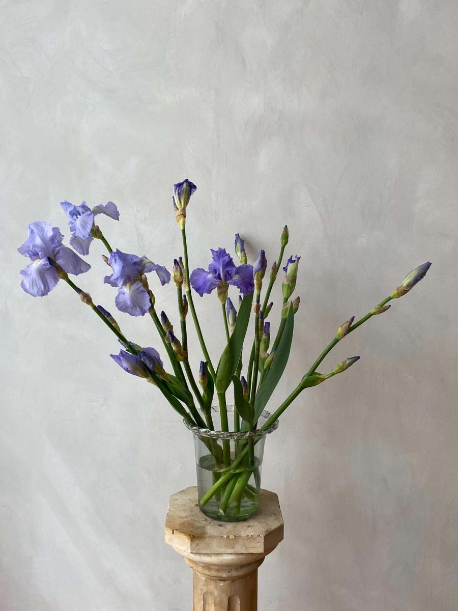 Product image in gallery for Periwinkle Bearded Iris | Item 1