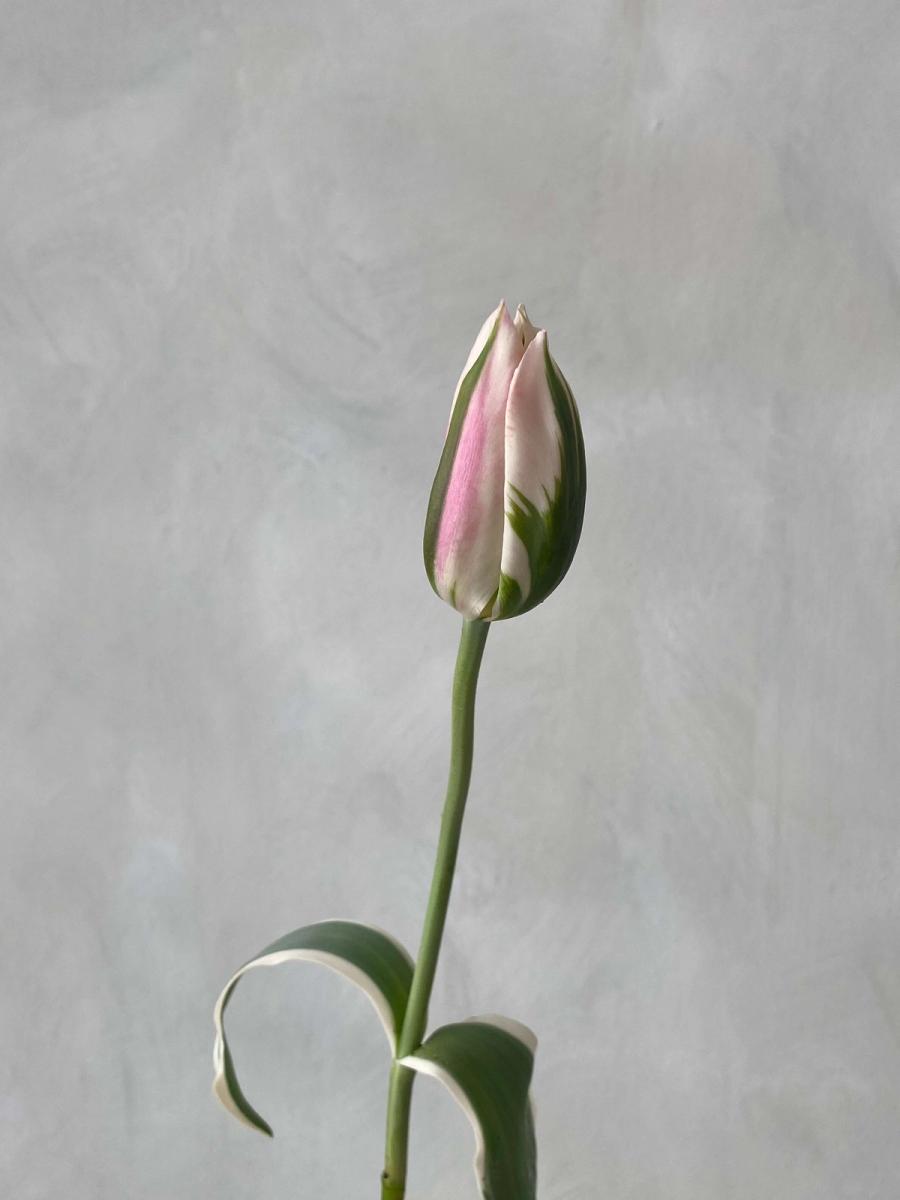 Product image in gallery for Chinatown Tulips | Item 2