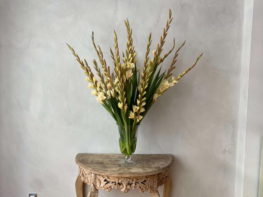Product image in gallery for Jean Harlow Gladiolus | Item 1