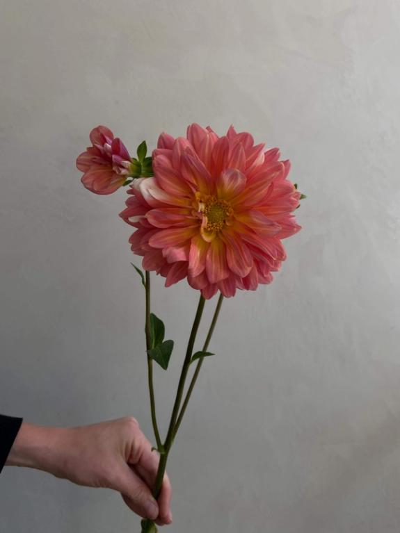 Hover Image of A La Mode Dahlia