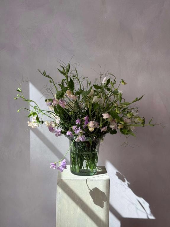 Thumbnail Image of Tendrilled Sweet Pea