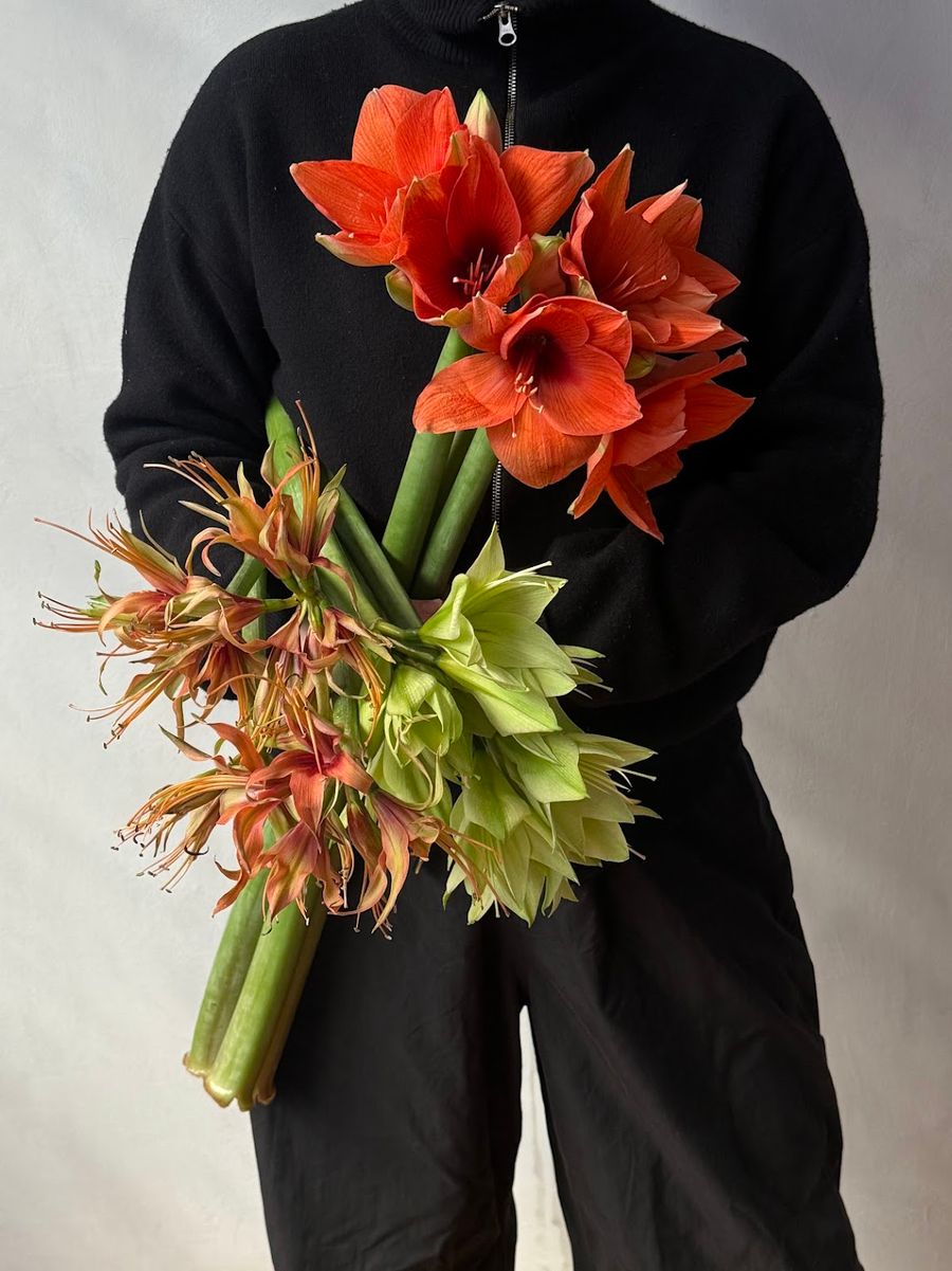 Product image in gallery for Amaryllis | Item 1