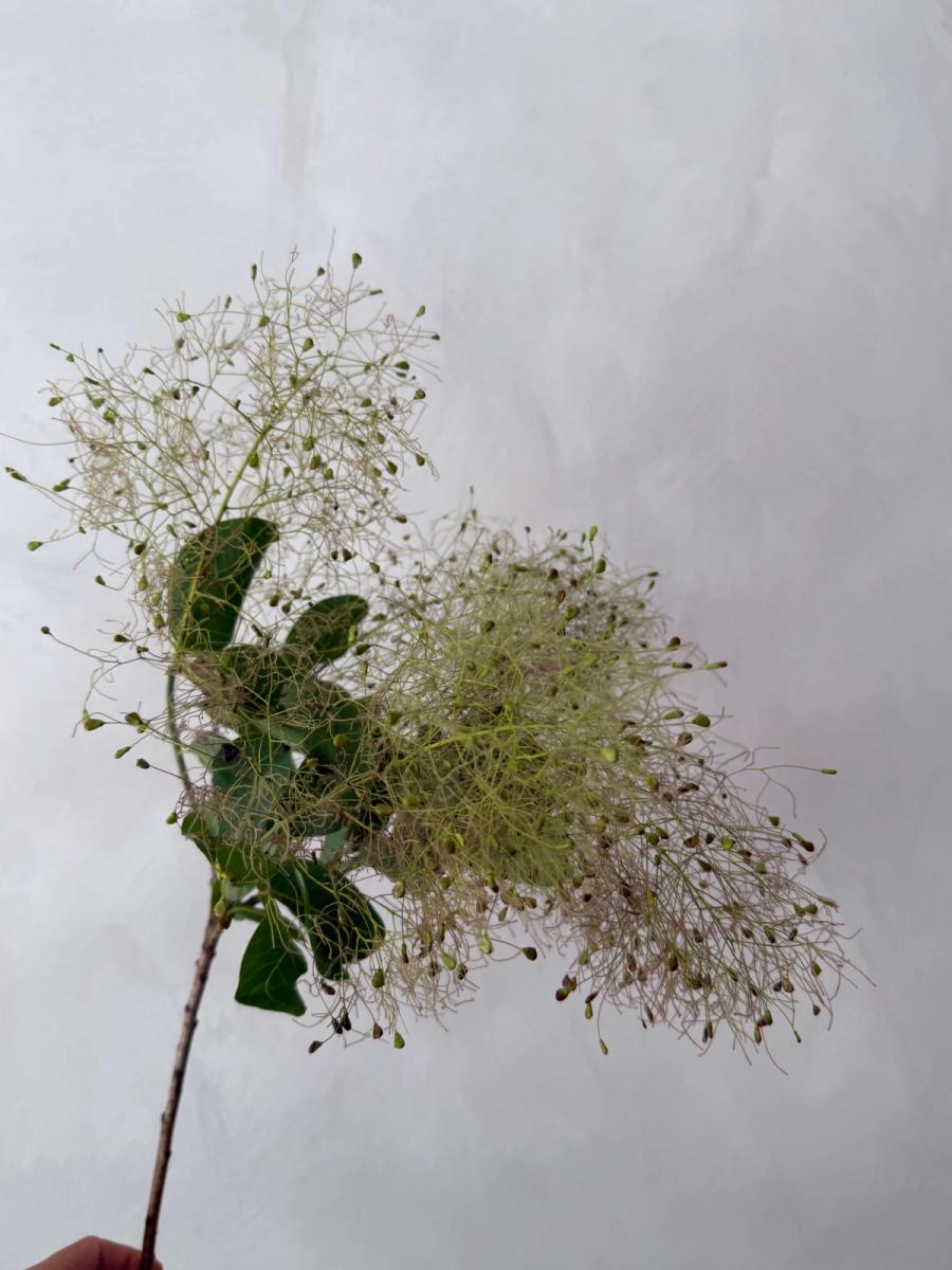 Product image in gallery for Smoke Bush | Item 2