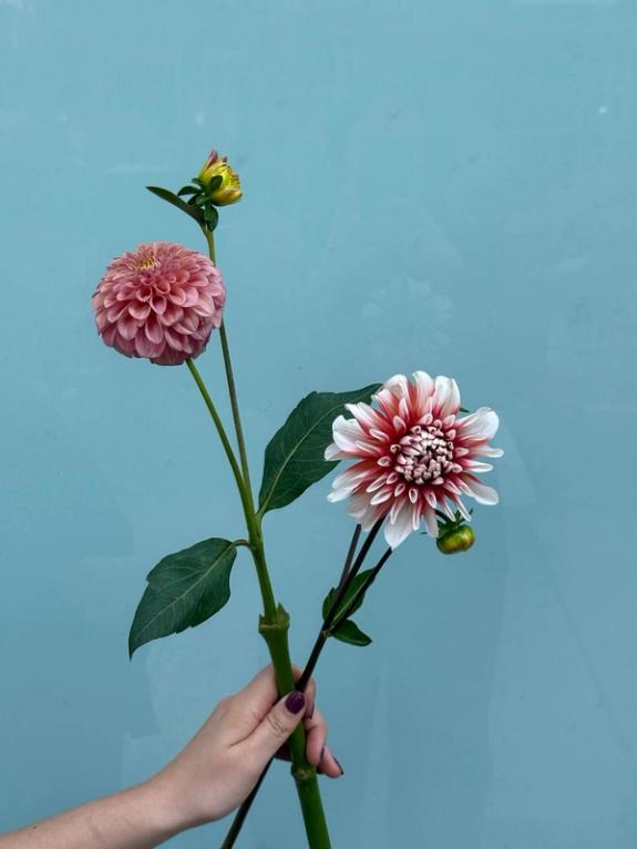 Fox Fodder Flowers image grid container slide 46