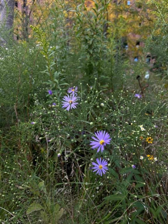 Fox Fodder Flowers image grid container slide 65