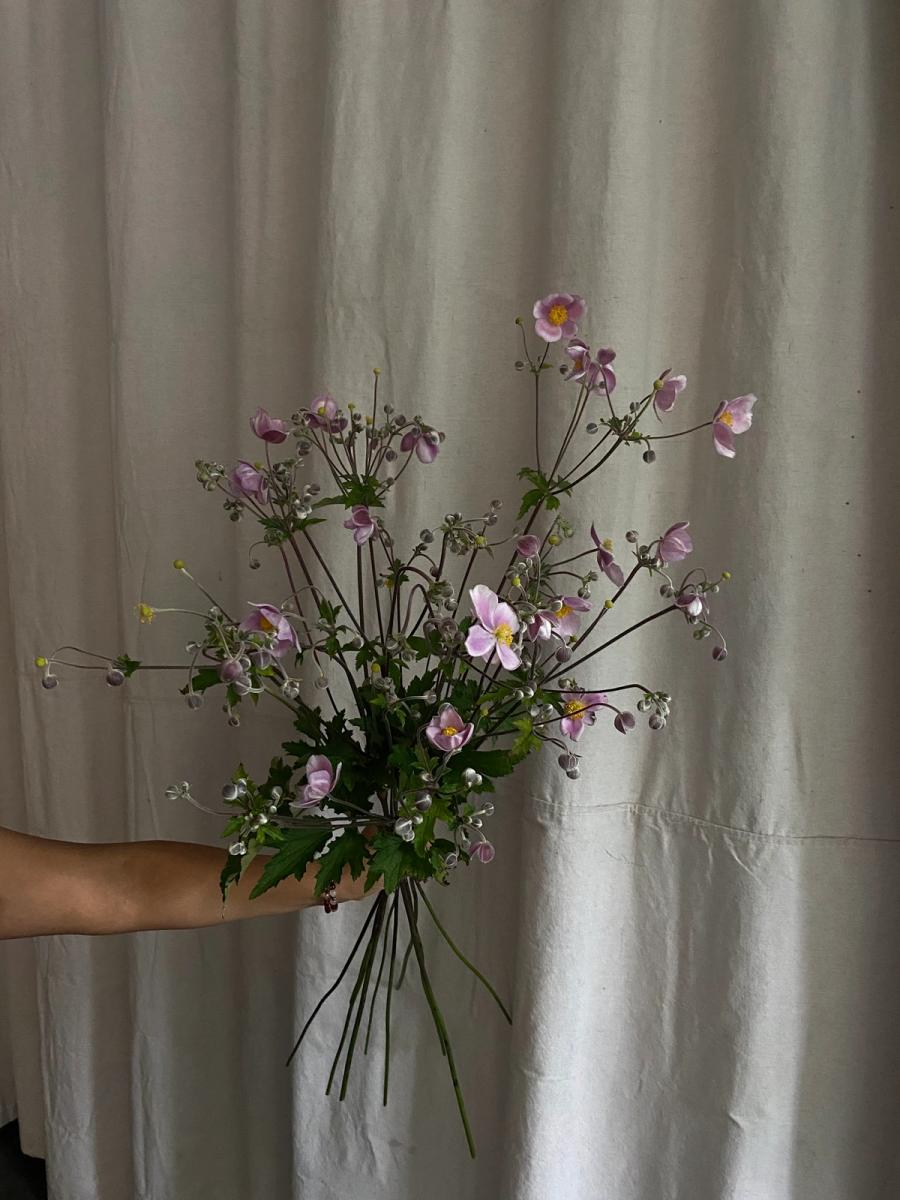 Product image in gallery for Japanese Anemone | Item 1