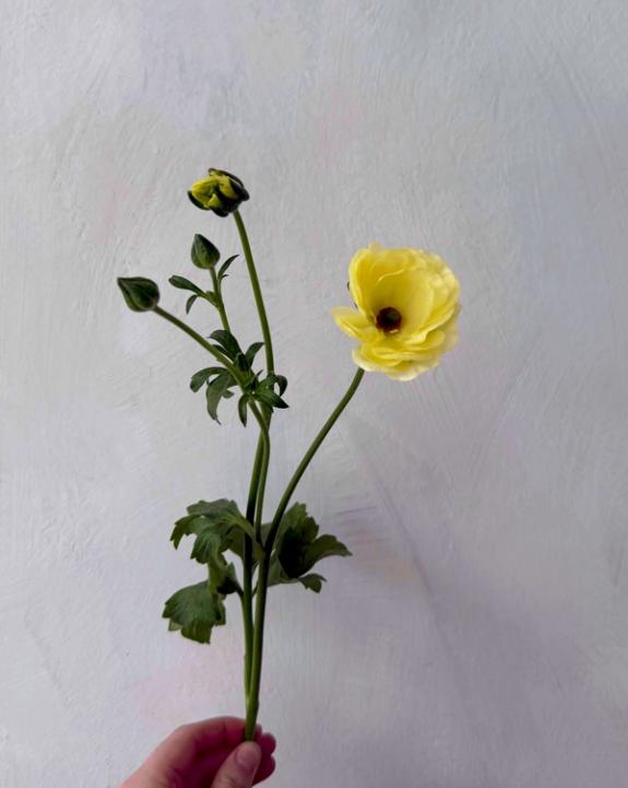 Hover Image of Helios Butterfly Ranunculus