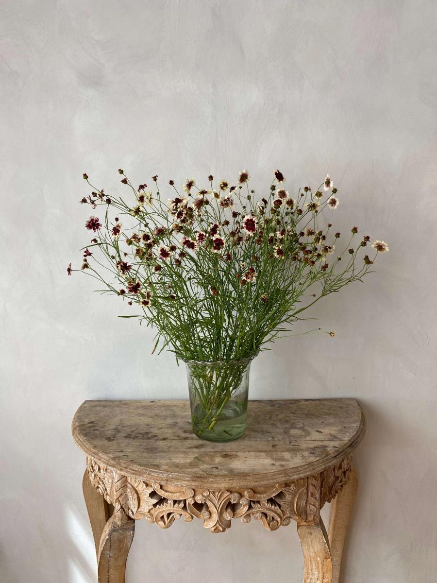 Product image in gallery for Incredible Swirl Coreopsis | Item 2