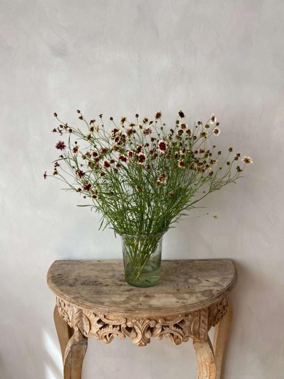 Thumbnail Image of Incredible Swirl Coreopsis