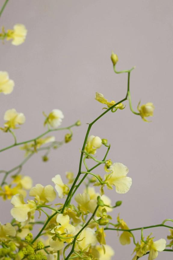 Hover Image of La Grande Petite Flower Arrangement