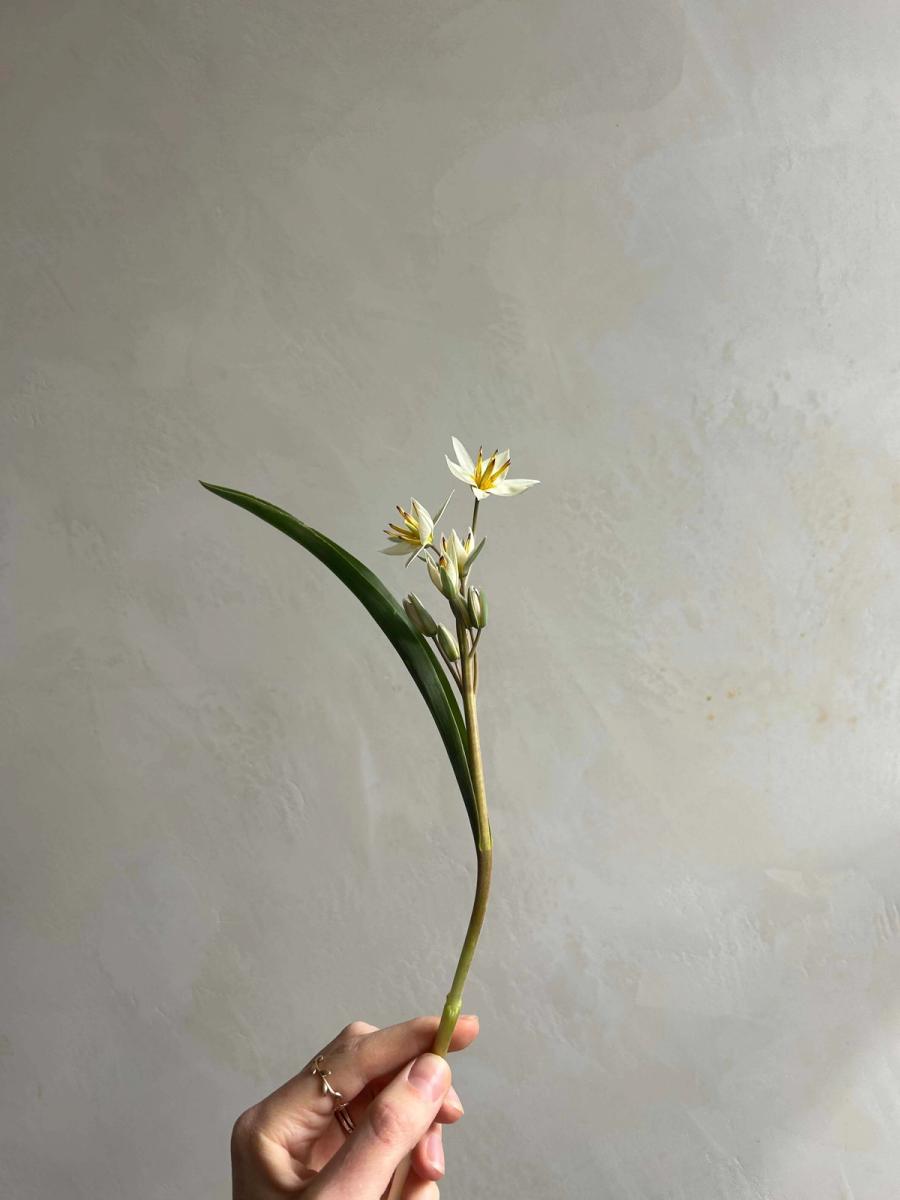 Product image in gallery for Tulip Turkestanica Bouquet | Item 1