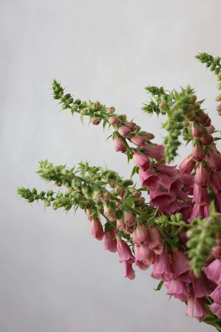 Product image in gallery for Summer King Foxglove in Campo Di Fiori | Item 2