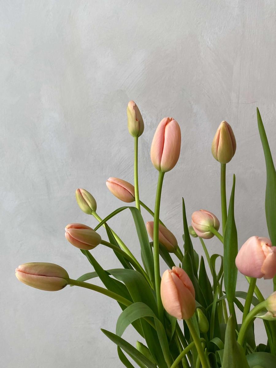 Product image in gallery for French Menton Tulips on the Bulb | Item 2