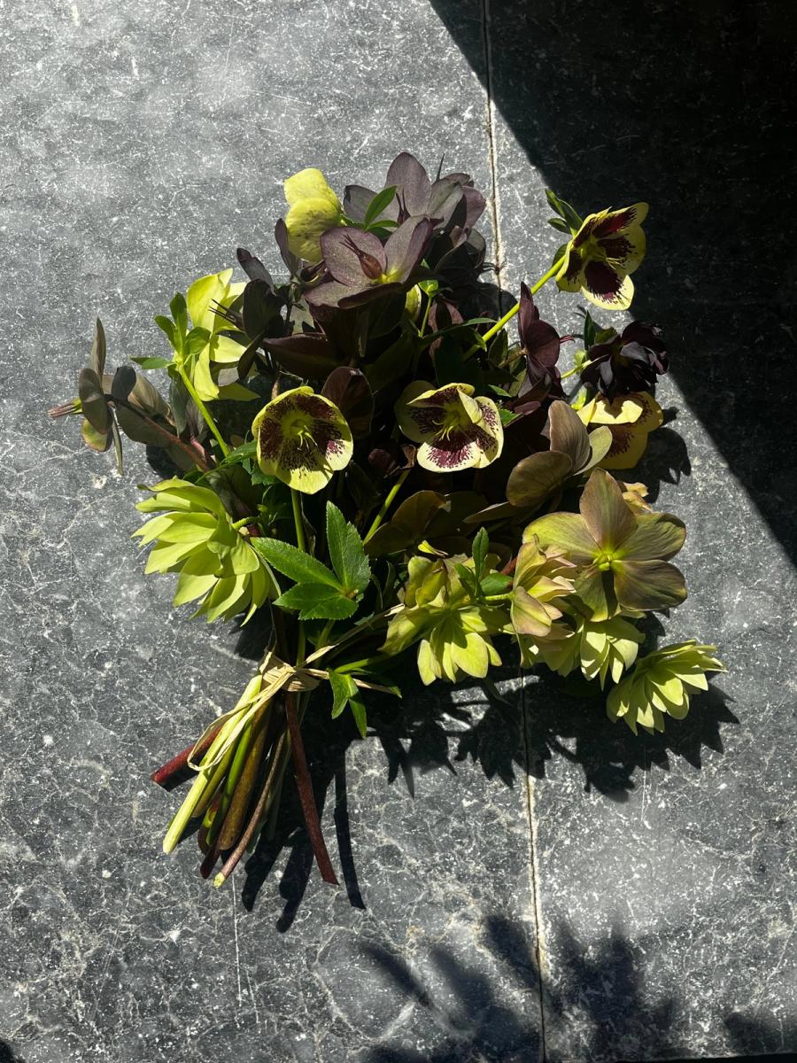 Product image in gallery for Hautau Hellebores | Item 2