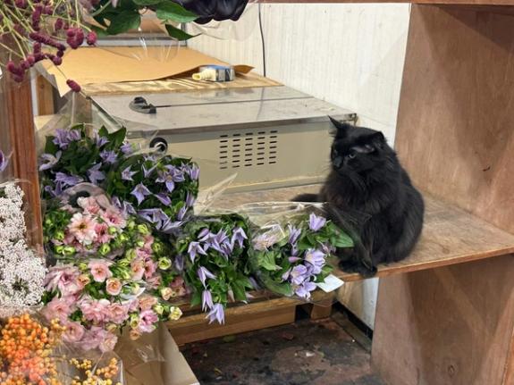 Fox Fodder Flowers image grid container slide 73