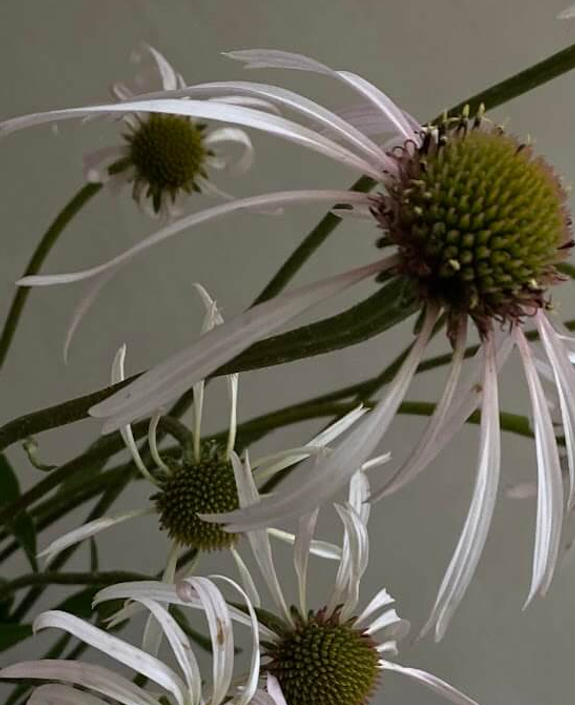 Hover Image of Hula Dancer Echinacea