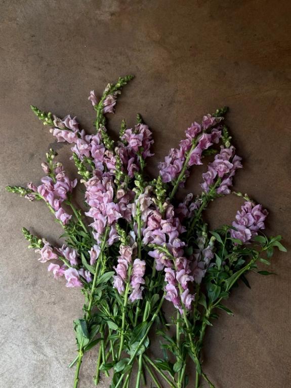 Fox Fodder Flowers image grid container slide 103