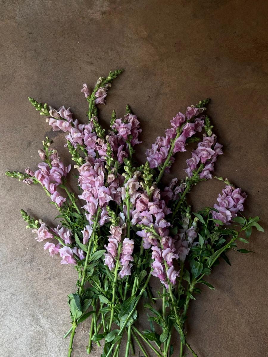 Product image in gallery for Opus III Lavender Snapdragon | Item 3
