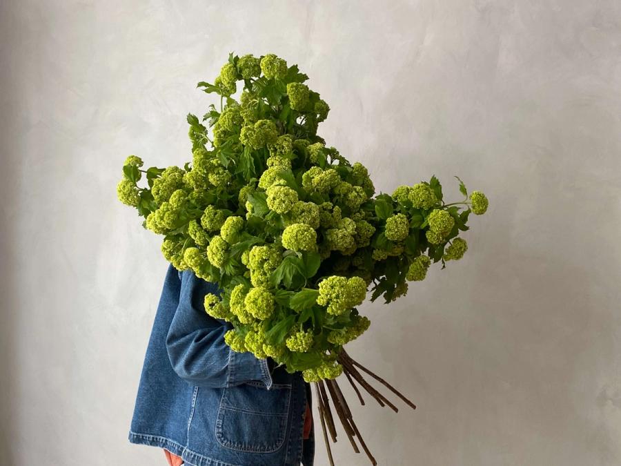 Product image in gallery for Viburnum Branches | Item 1