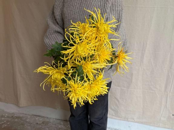 Thumbnail Image of Golden Splendor Heirloom Chrysanthemums