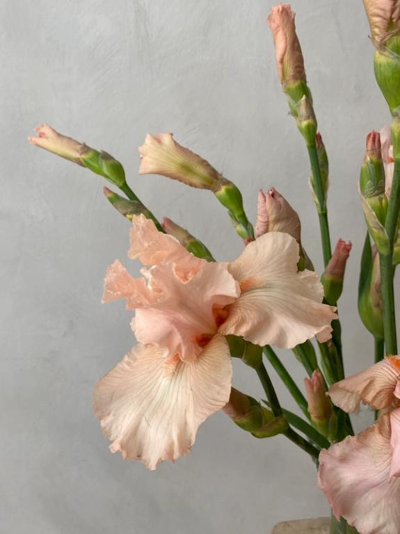 Hover Image of Peach Bearded Irises