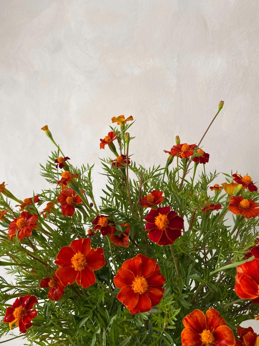 Product image in gallery for Burning Embers Marigolds | Item 2