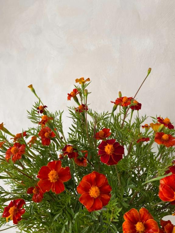 Hover Image of Burning Embers Marigolds