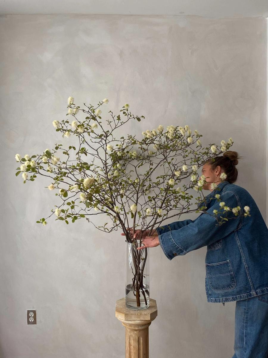 Product image in gallery for Fothergilla | Item 1