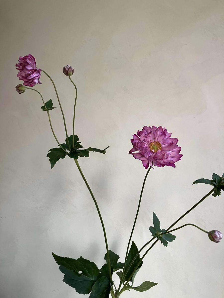 Product image in gallery for Bear Creek Japanese Anemone | Item 3